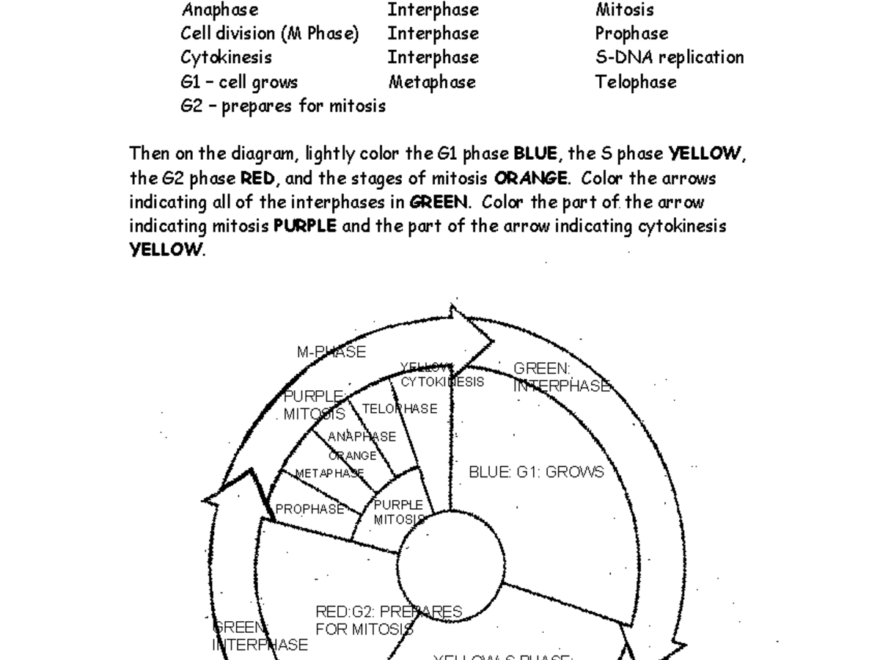 10 Cells Name Date Period The Cell Cycle Coloring Worksheet Label The Diagram Below With The Studocu