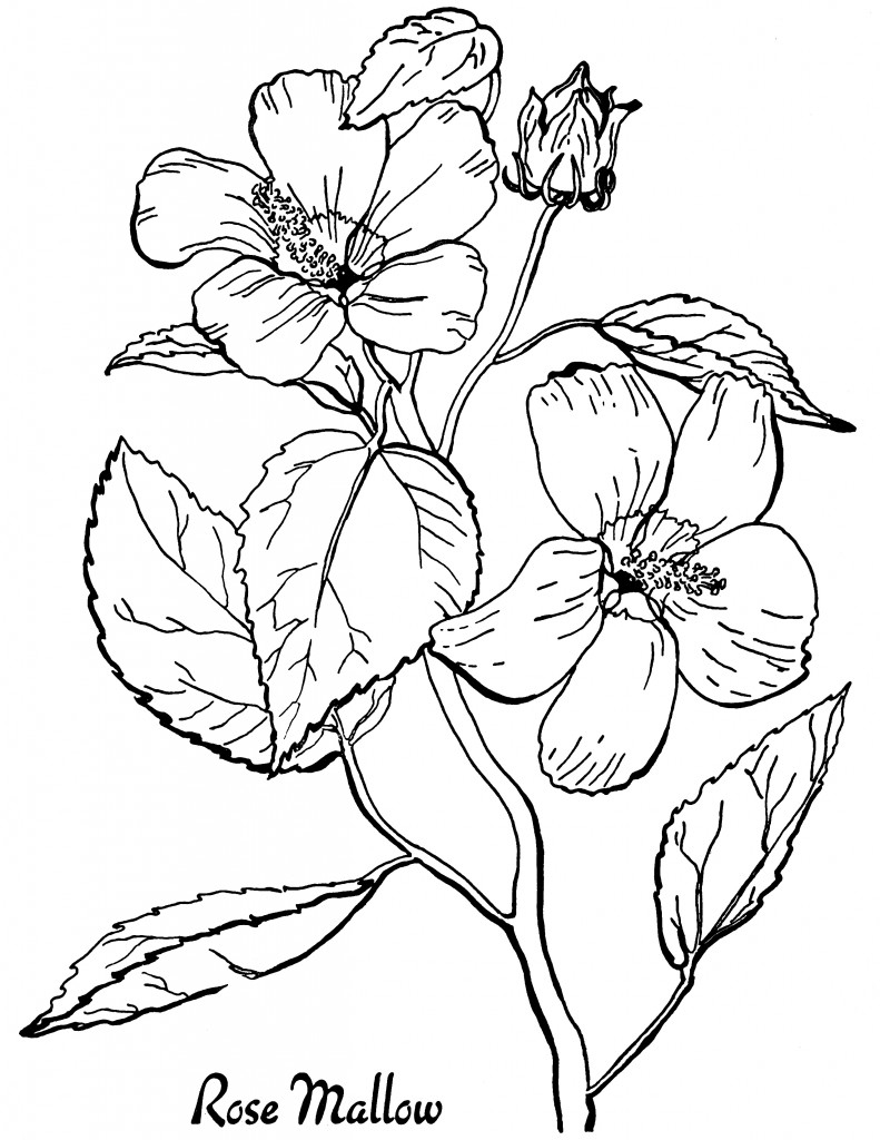 coloring books for adults free printable