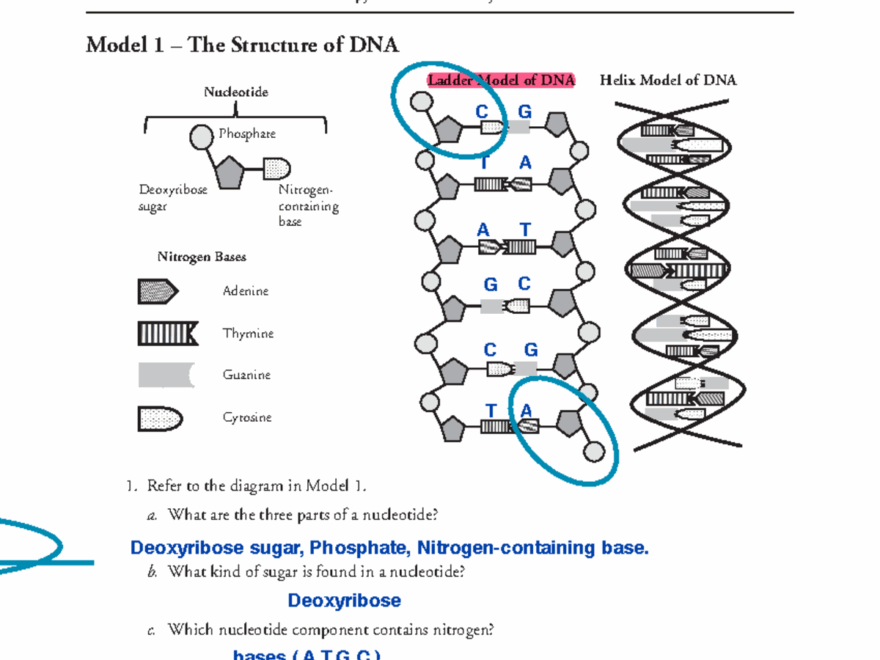 18 DNA Structure And Replication S It Contains The Genetic Blueprint For Life For Organisms To Studocu
