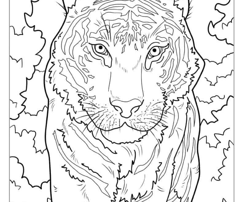 40 Tiger Coloring Pages Free PDF Printables