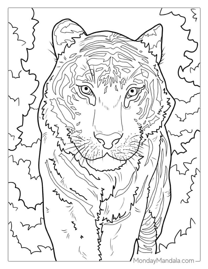 40 Tiger Coloring Pages Free PDF Printables 