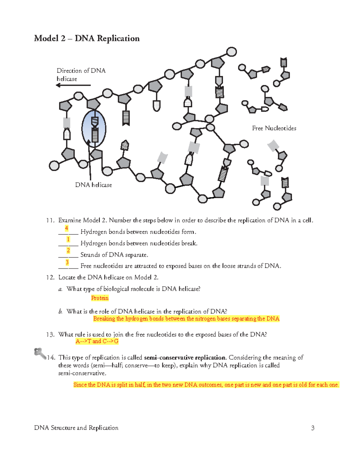 Biology 1 DNA Replication Model DNA Structure And Replication 3 Model 2 DNA Replication Studocu Biology 1 DNA Replication Model DNA Structure And Replication 3 Model 2 DNA Replication Studocu