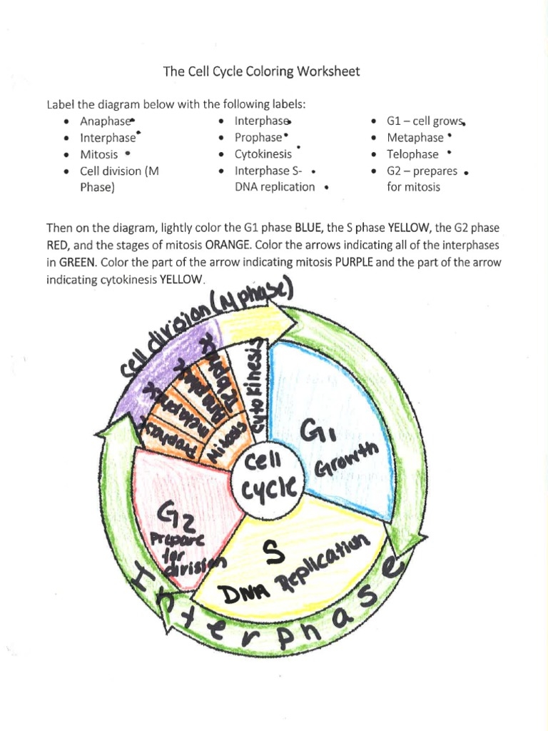 Cell Cycle Coloring Key PDF Worksheets Library Cell Cycle Coloring Key PDF Worksheets Library