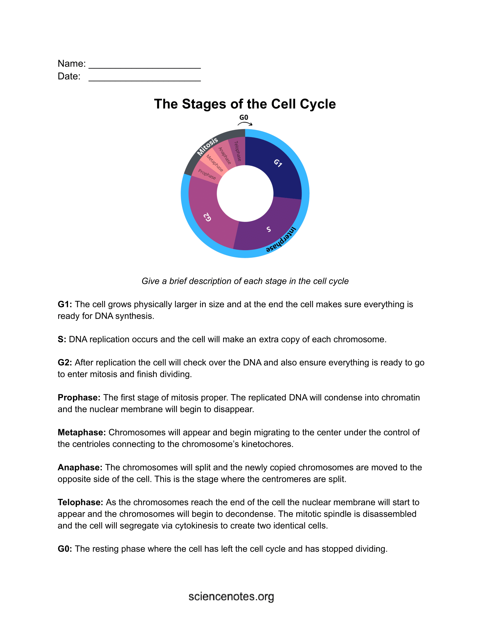 the cell cycle worksheet the cell cycle worksheet