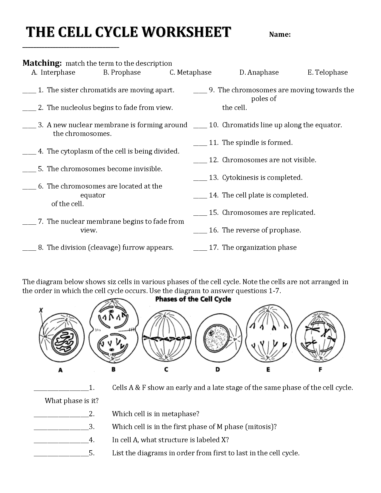 Cell Cycle Worksheet Answers Cell Cycle Biology Worksheet Worksheets Library Cell Cycle Worksheet Answers Cell Cycle Biology Worksheet Worksheets Library