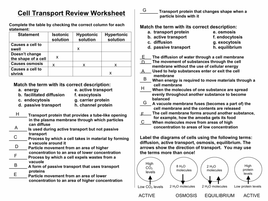 Cell Transport Review Worksheet Osmosis Diffusion