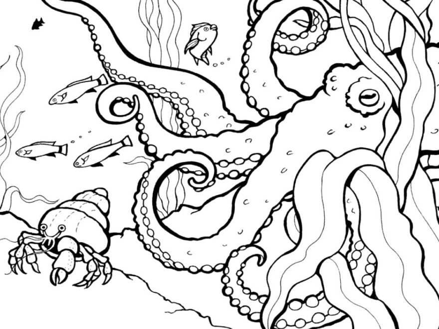 Coloring Pages Activities Monterey Bay Aquarium