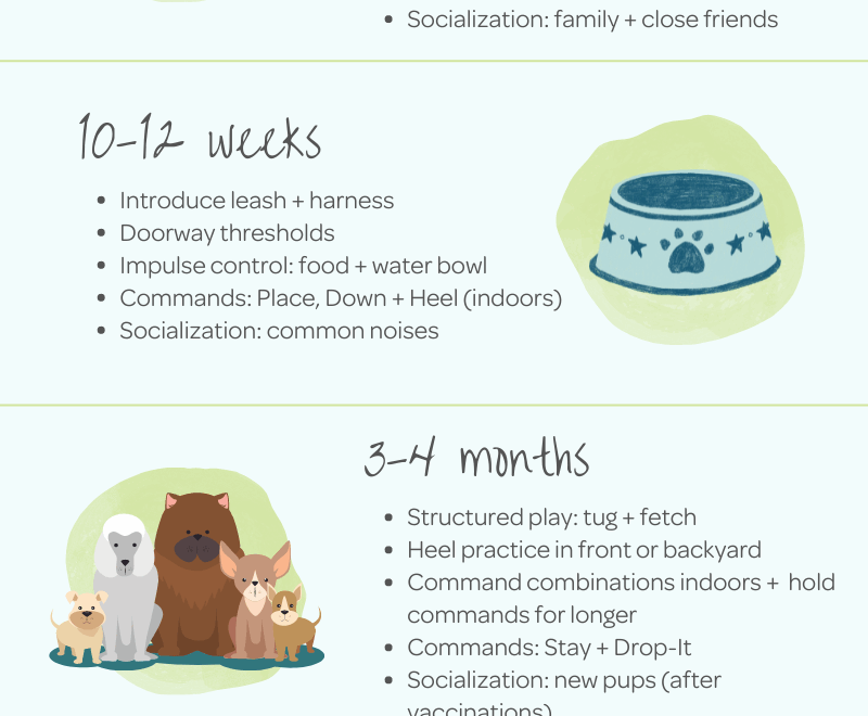 Complete Puppy Training Schedule By Age The Puppy Academy