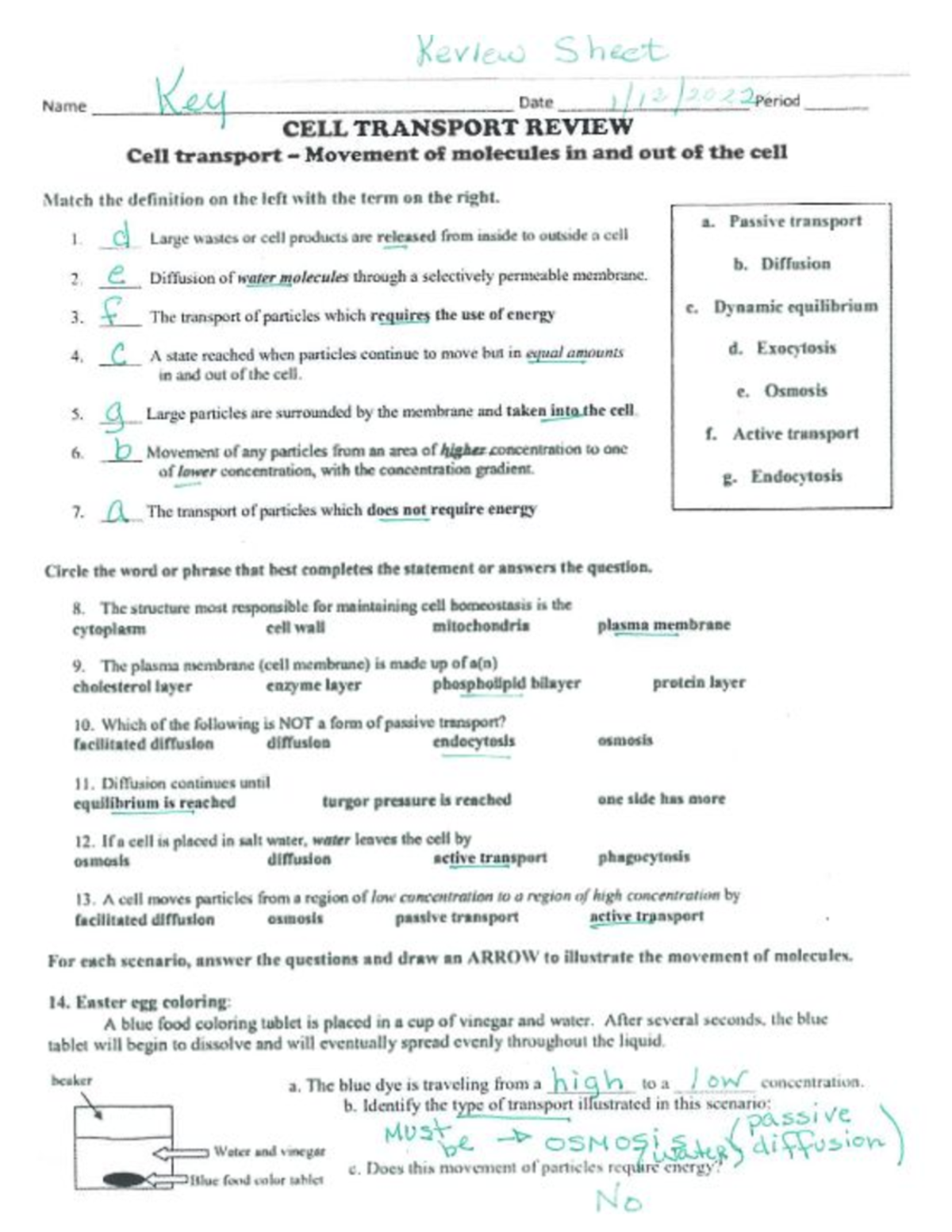 Copy Of 12 09 2022 Cell Transport Review Worksheet AK Keview S Heet Name KA L JA 2 Pened Ke Date Studocu Copy Of 12 09 2022 Cell Transport Review Worksheet AK Keview S Heet Name KA L JA 2 Pened Ke Date Studocu