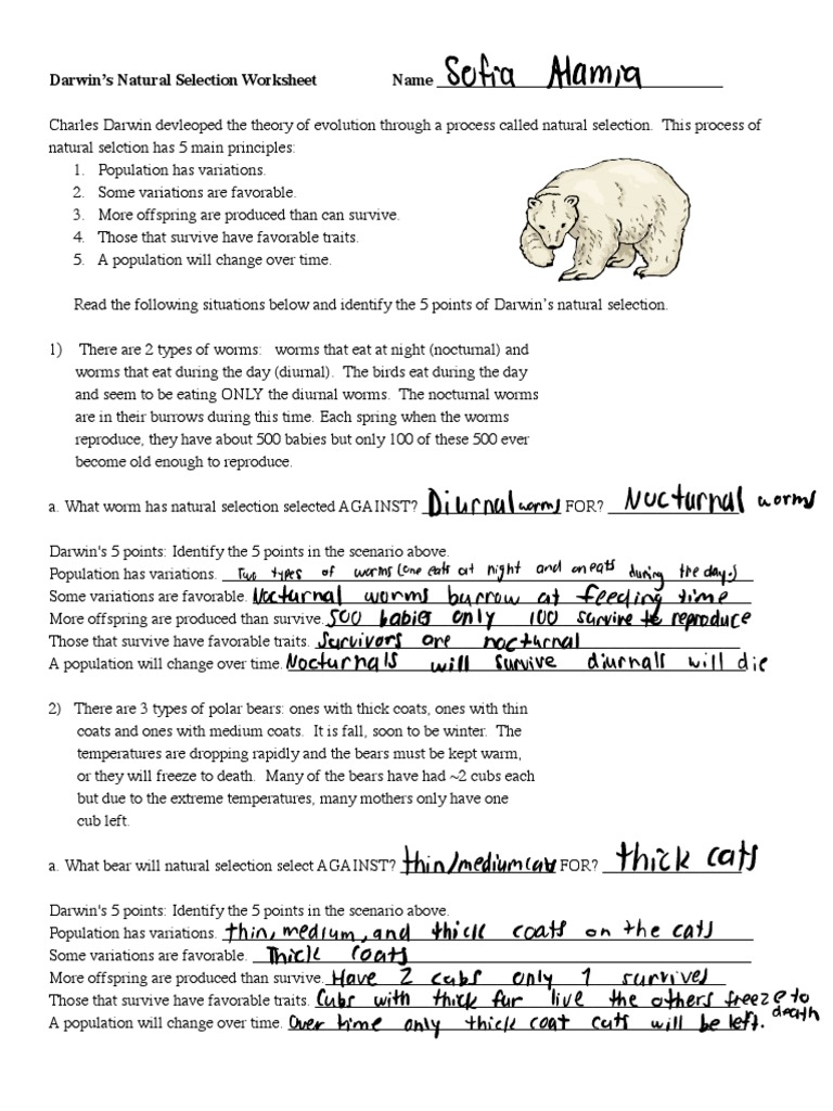 Darwin Natural Selection Evolution Guided Reading Worksheet Worksheets Library