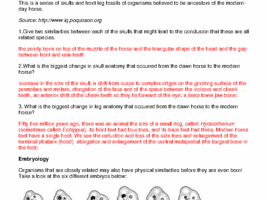 Evidence Of Evolution Answers Evidence Of Evolution Answers In Gray Background When Charles Darwin Studocu