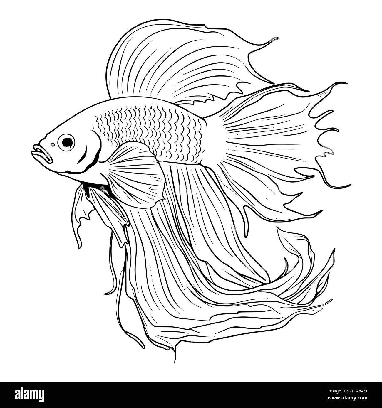 Fish Coloring Book Pages Black And White Stock Photos Images Alamy