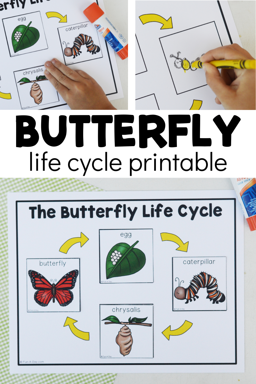 butterflies life cycle worksheet