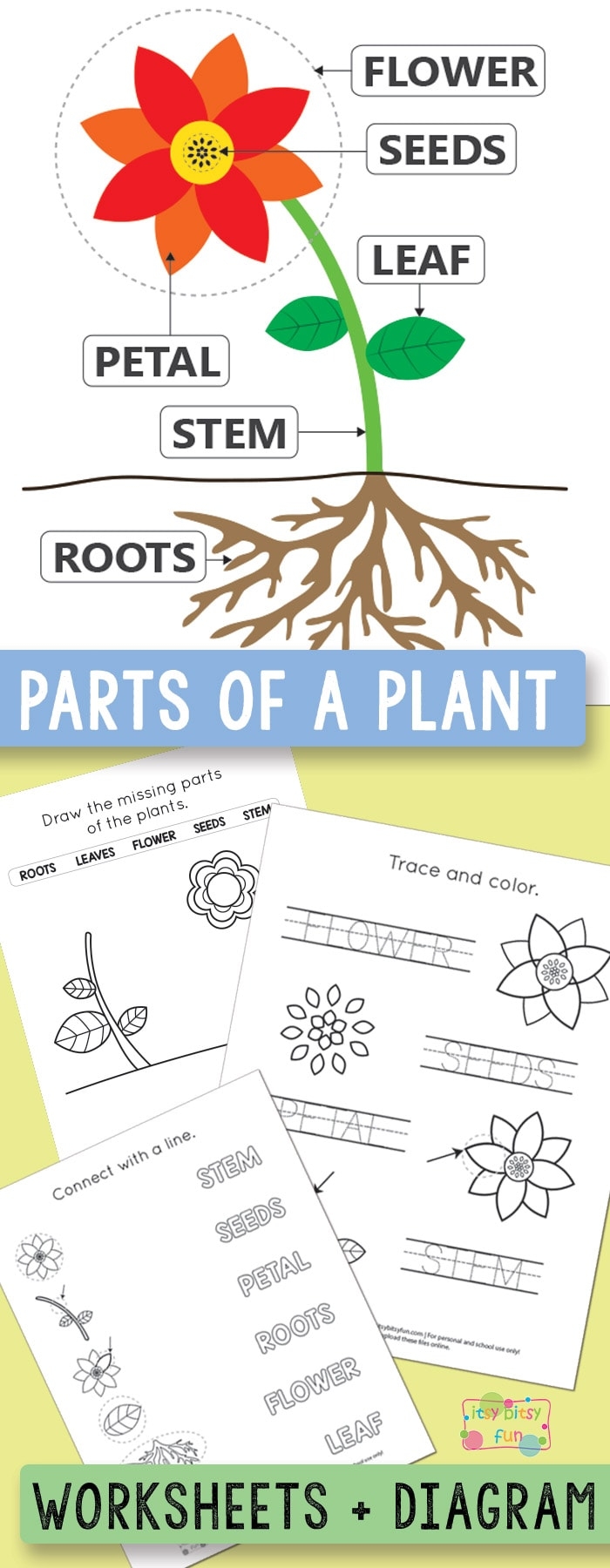 parts of a plant worksheet parts of a plant worksheet