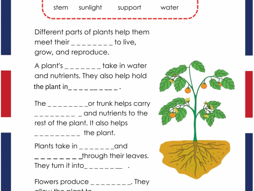 Grade 3 Science Pack Cambridge Work Sheets