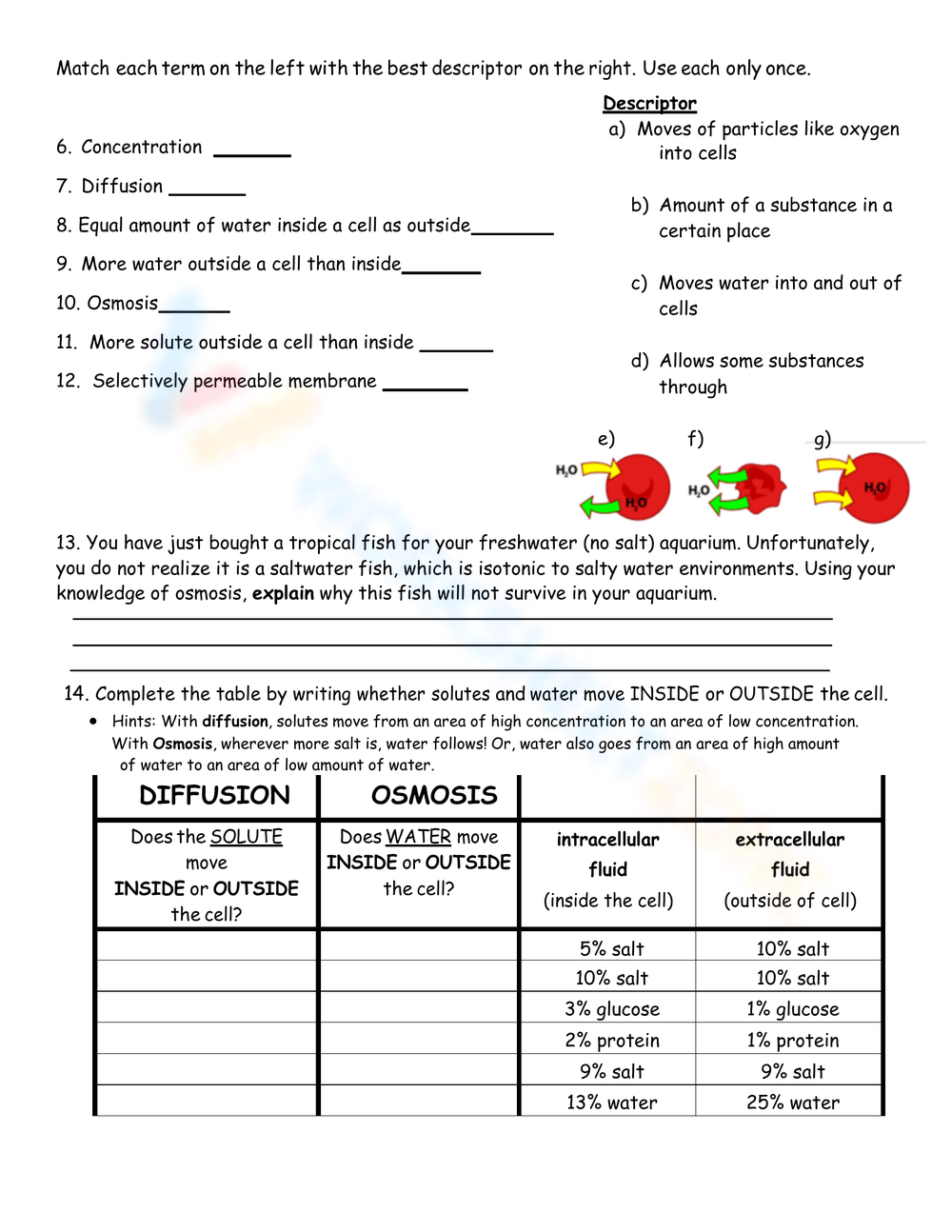 diffusion and osmosis worksheet