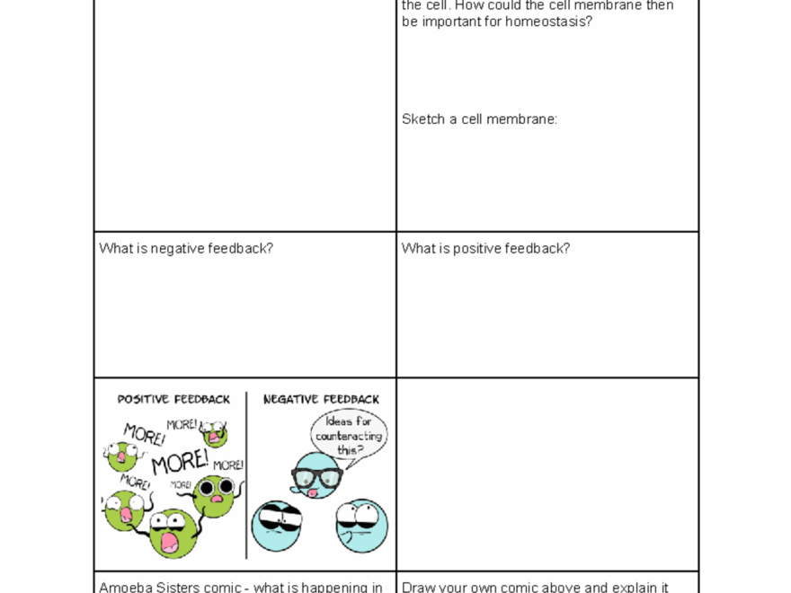 Homeostasis Worksheet State Whether Each Of The Following Indicates Negative Or Positive Feedback Studocu