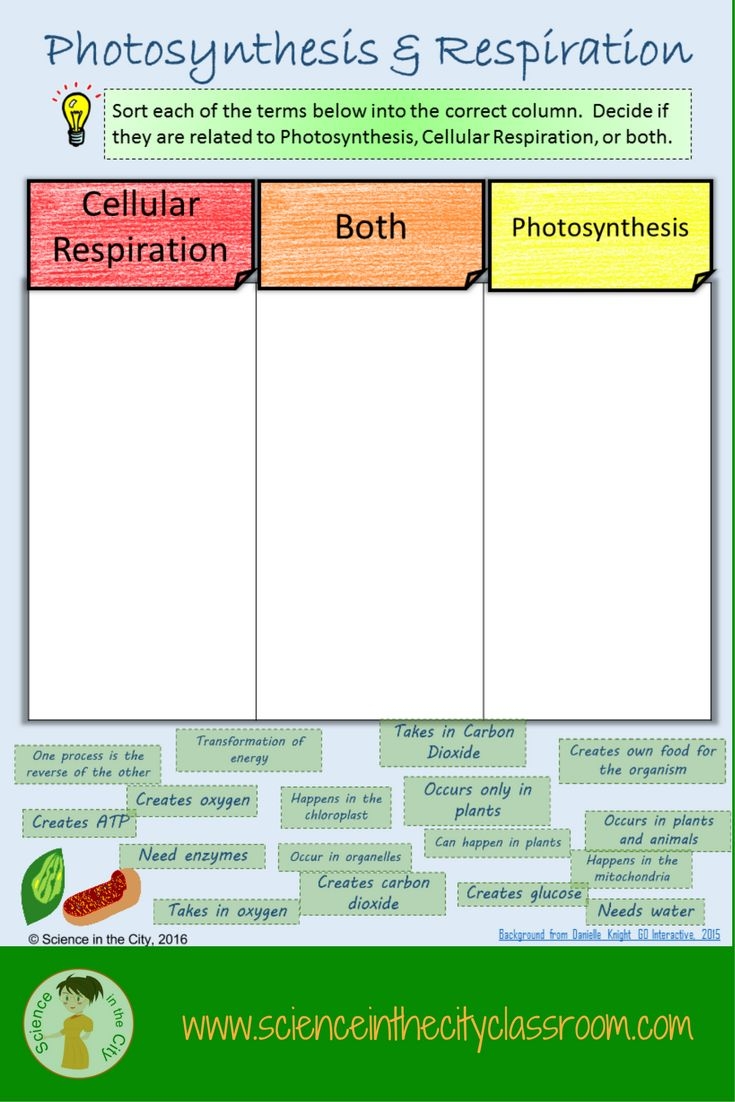 photosynthesis & cellular respiration worksheet
