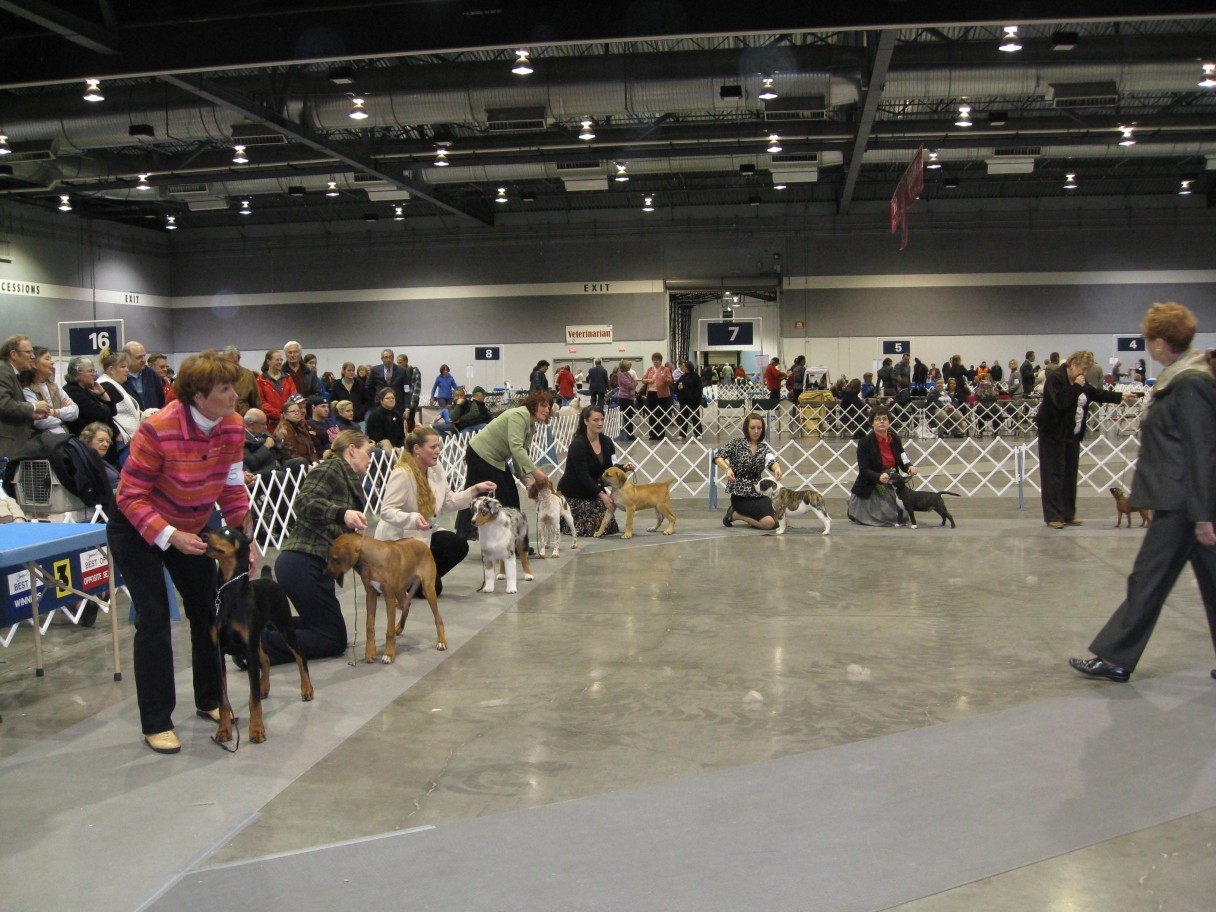 How To Count Points At AKC Dog Shows How To Count Points At AKC Dog Shows