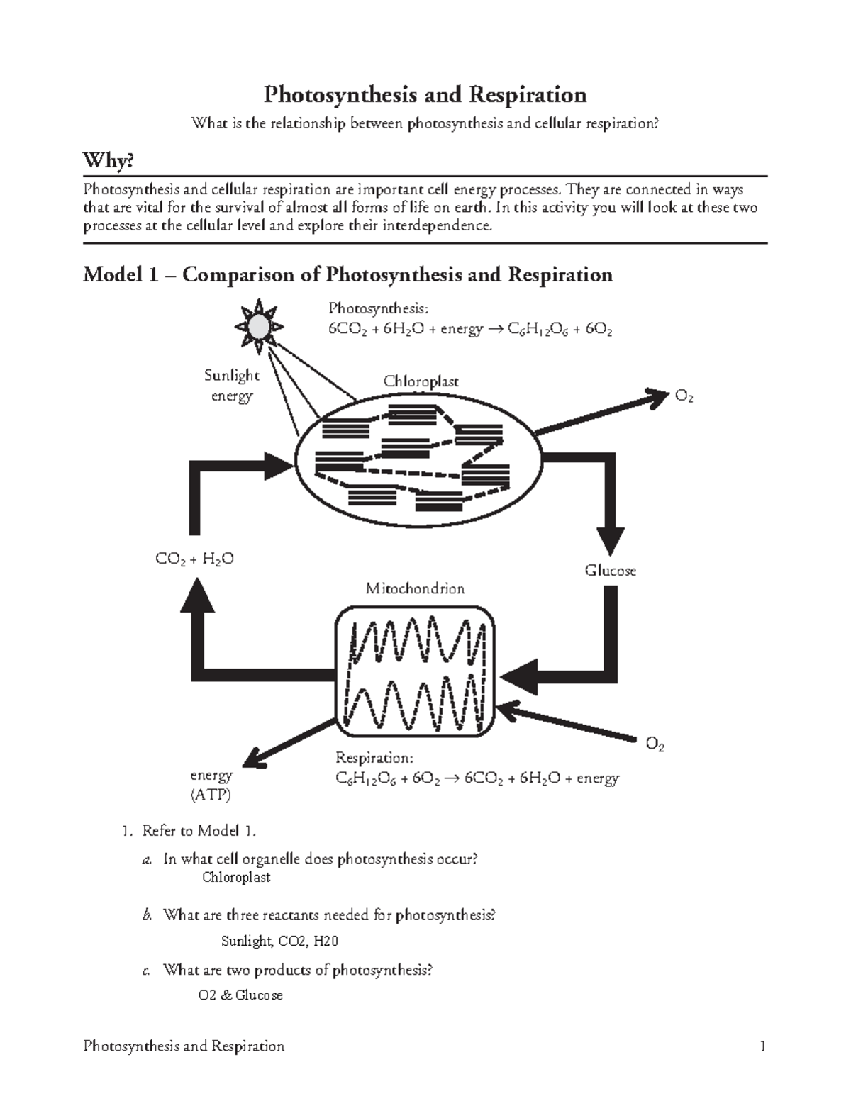 Kami Export Mark Kipelio 14 Photosynthesis And Respiration S Photosynthesis And Respiration 1 Studocu