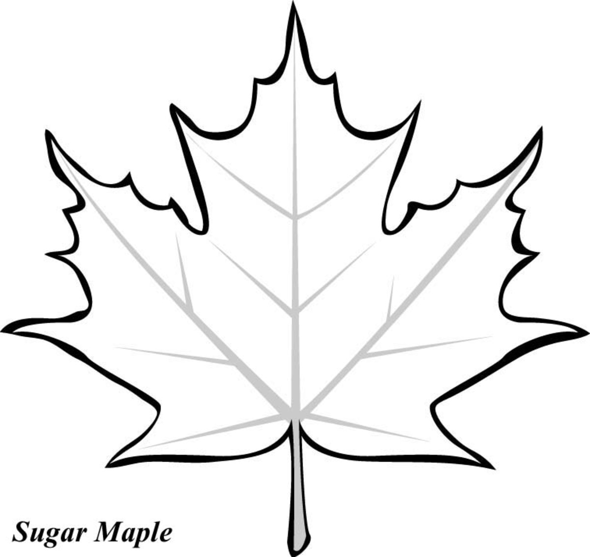 Leaf Printable Coloring Pages HubPages Leaf Printable Coloring Pages HubPages