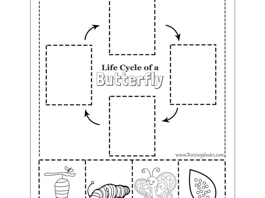 Life Cycle Of A Butterfly Cut And Paste Raising Hooks