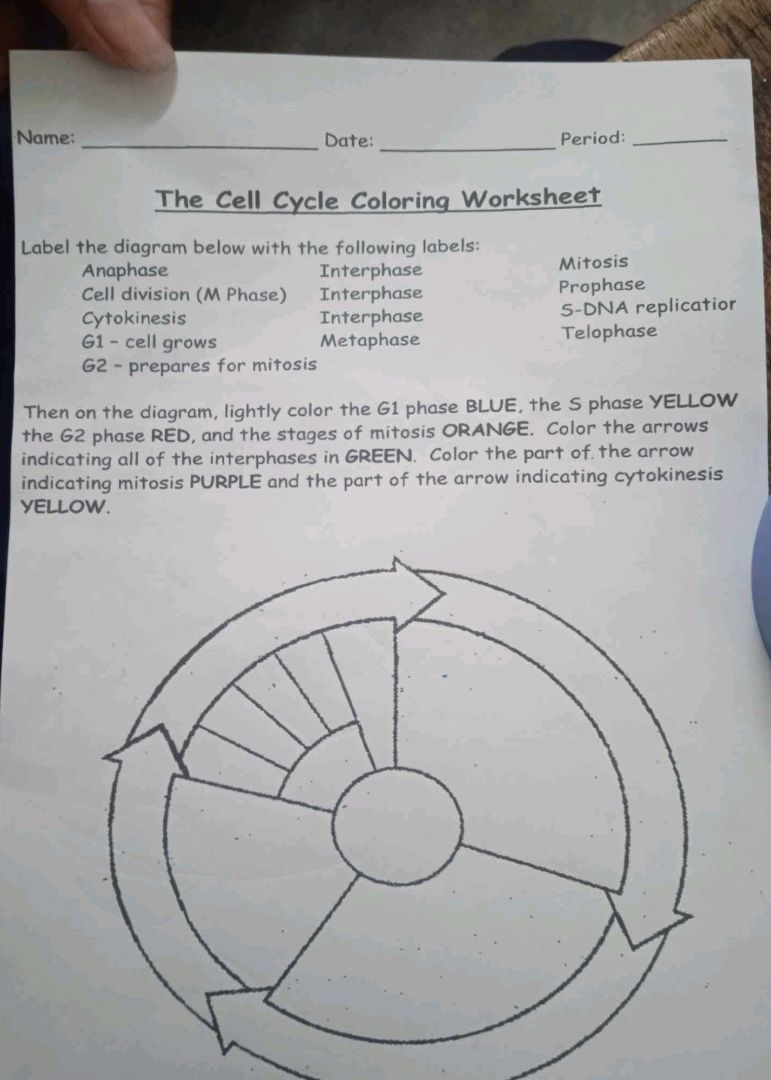the cell cycle coloring worksheet the cell cycle coloring worksheet