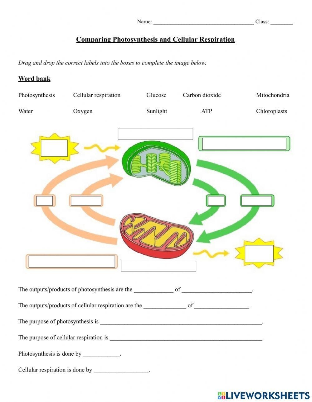 photosynthesis and cellular respiration worksheet photosynthesis and cellular respiration worksheet