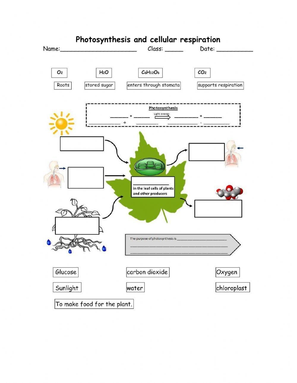 Photosynthesis And Cellular Respiration Worksheet Live Worksheets Worksheets Library Photosynthesis And Cellular Respiration Worksheet Live Worksheets Worksheets Library
