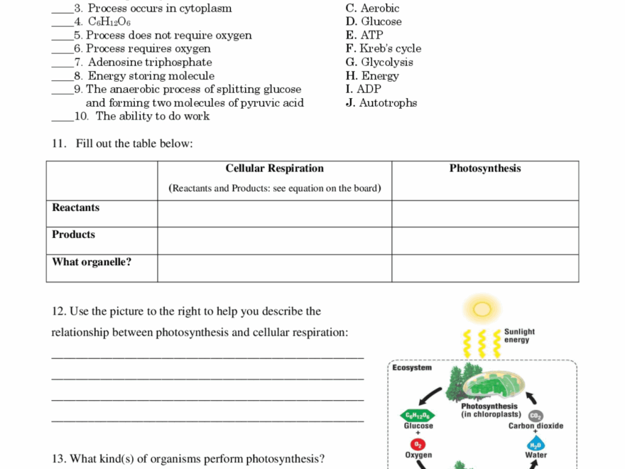 Photosynthesis Cellular Respiration High School Biology Guide Study Notes Cell Biology Docsity