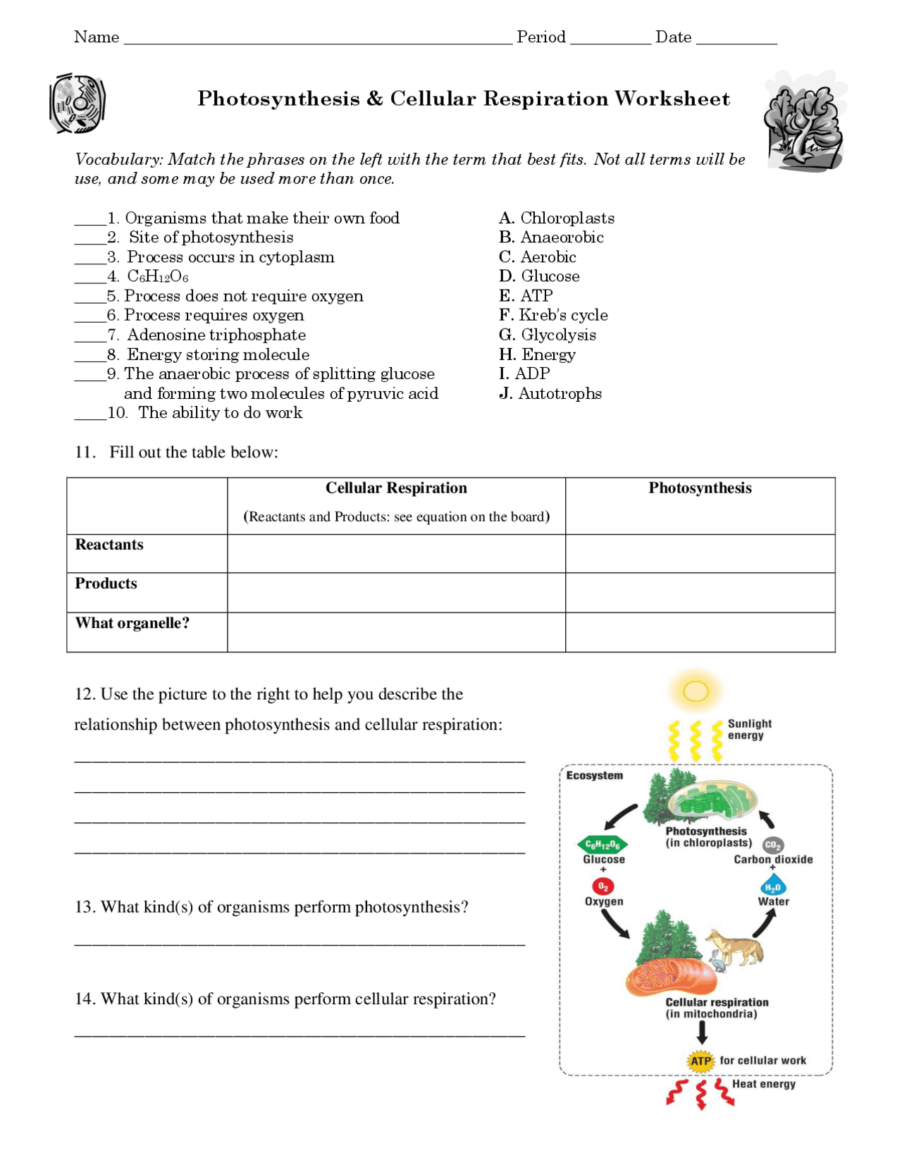 Photosynthesis Cellular Respiration High School Biology Guide Study Notes Cell Biology Docsity