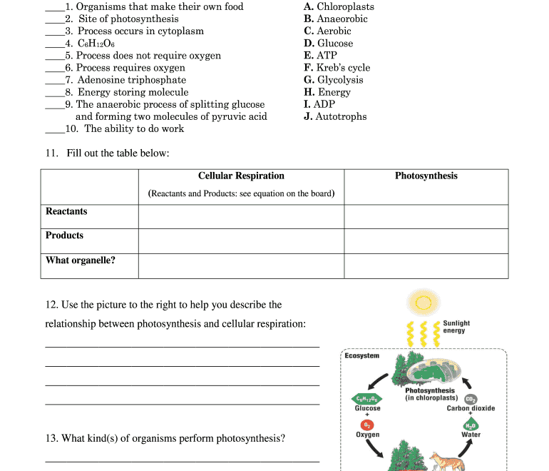 Photosynthesis Cellular Respiration Worksheet Fill Out Sign Online DocHub