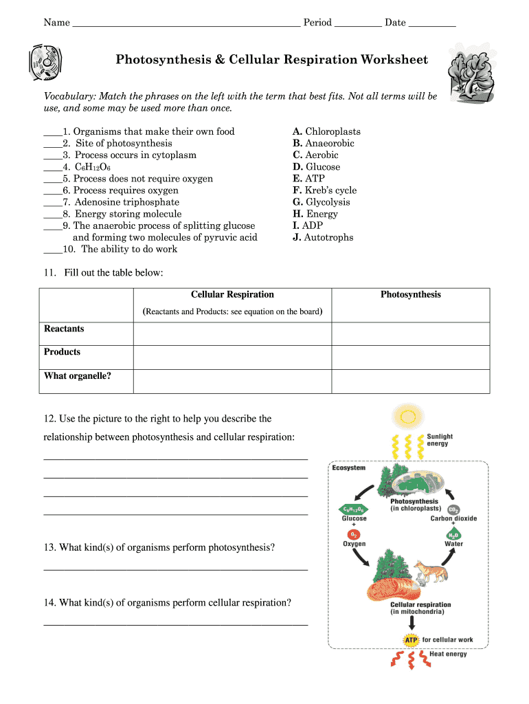 Photosynthesis Cellular Respiration Worksheet Fill Out Sign Online DocHub Photosynthesis Cellular Respiration Worksheet Fill Out Sign Online DocHub