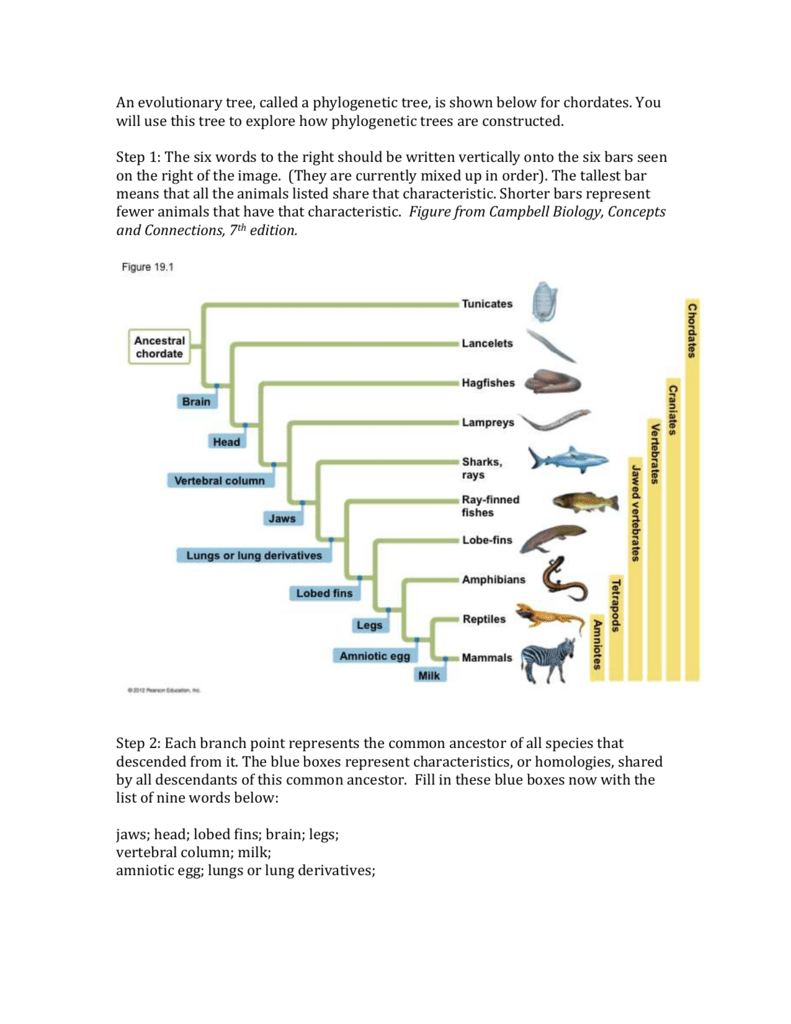 phylogenetic tree paper worksheet phylogenetic tree paper worksheet