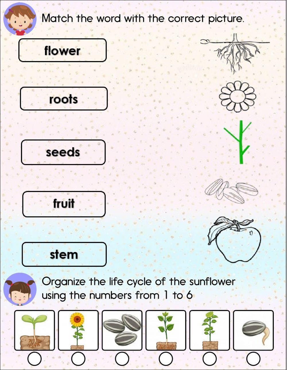 Plants Interactive Worksheet For First Grade Live Worksheets Worksheets Library Plants Interactive Worksheet For First Grade Live Worksheets Worksheets Library