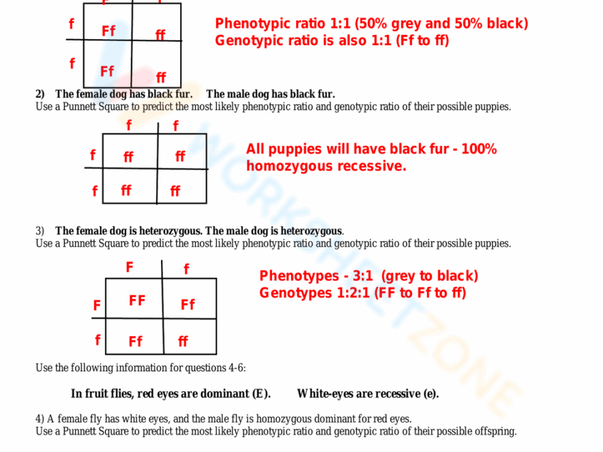 Printable Punnett Square Practice Worksheets