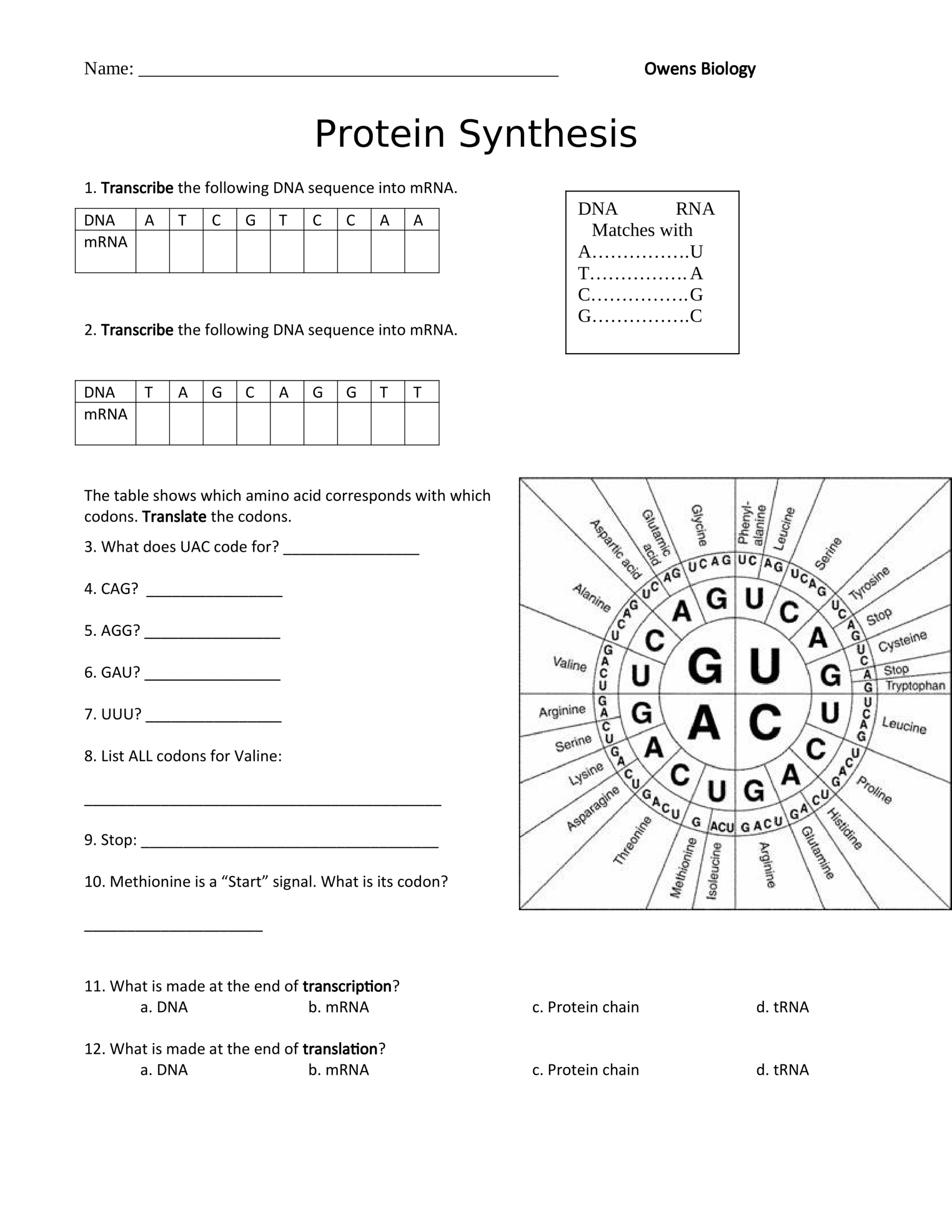 Protein Synthesis Worksheet Katelyn Owens Library Formative
