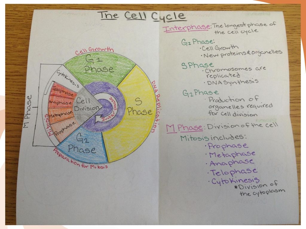 The Cell Cycle Ppt Download Worksheets Library The Cell Cycle Ppt Download Worksheets Library