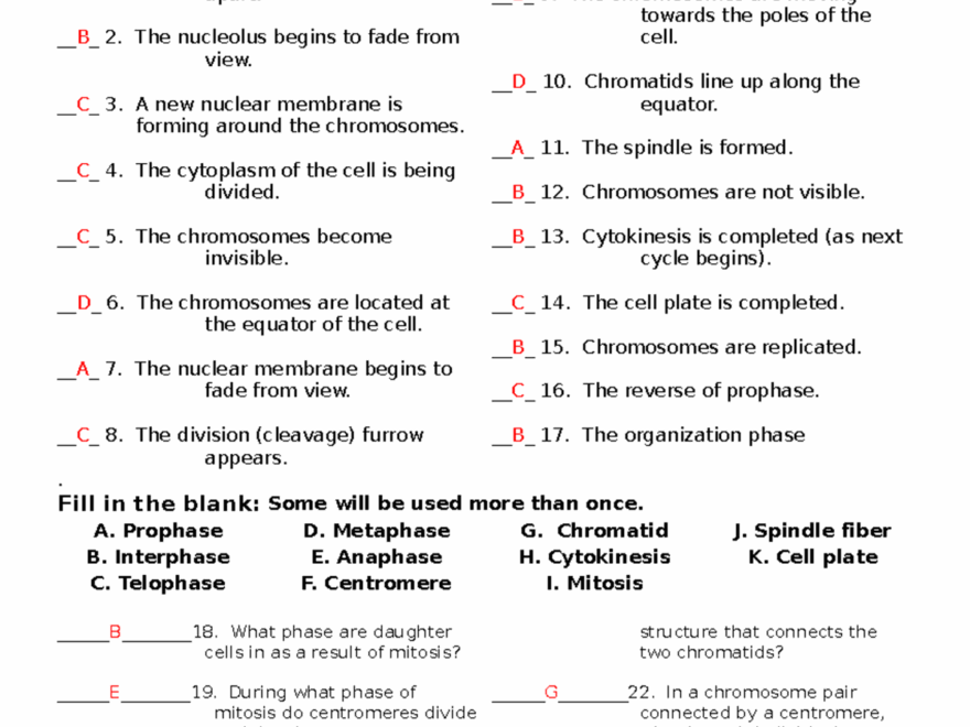 The cell cycle worksheet With Answers THE CELL CYCLE WORKSHEETTHE CELL CYCLE WORKSHEET Name Studocu