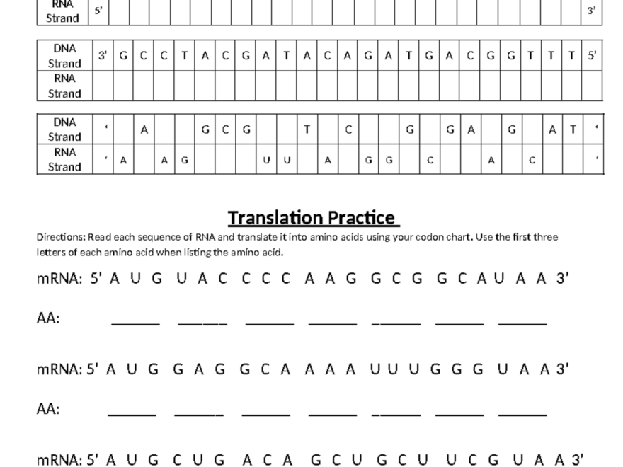 Transcription And Translation Worksheet CP Studocu