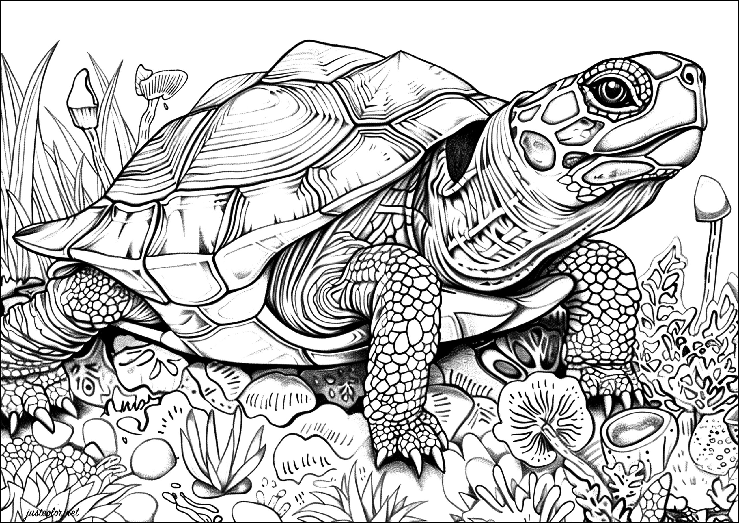 sea turtle color page